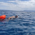 Un gravinese conquista lo stretto di Messina