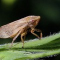 Emergenza Xylella, controlli in agro di Gravina