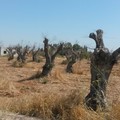 Xylella: più di 3.600 controlli e 841.000 euro di sanzioni