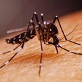 Zanzare West Nile, Lapolla: “Procedere ad una disinfestazione urgente”