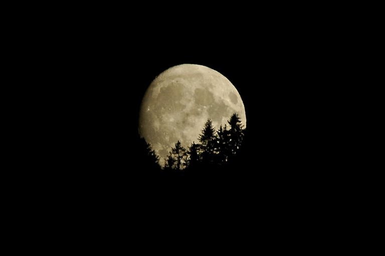 il bosco e la luna