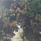 Villa comunale in stato di abbandono e alberi malati