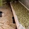 Droga: arresti della Guardia di Finanza a Gravina