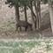A Gravina arrivano i Cinghiali