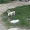 Deiezioni canine e inciviltà