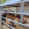 La tradizionale fiera degli animali, allestite ranch e tribuna