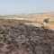 Spenti gli incendi che ieri hanno infiammato la Murgia