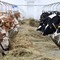 Tubercolosi bovina, obbligo di bolo per oltre 60mila bovini