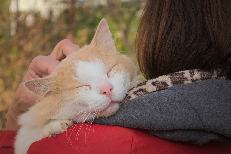 Giornata mondiale degli animali