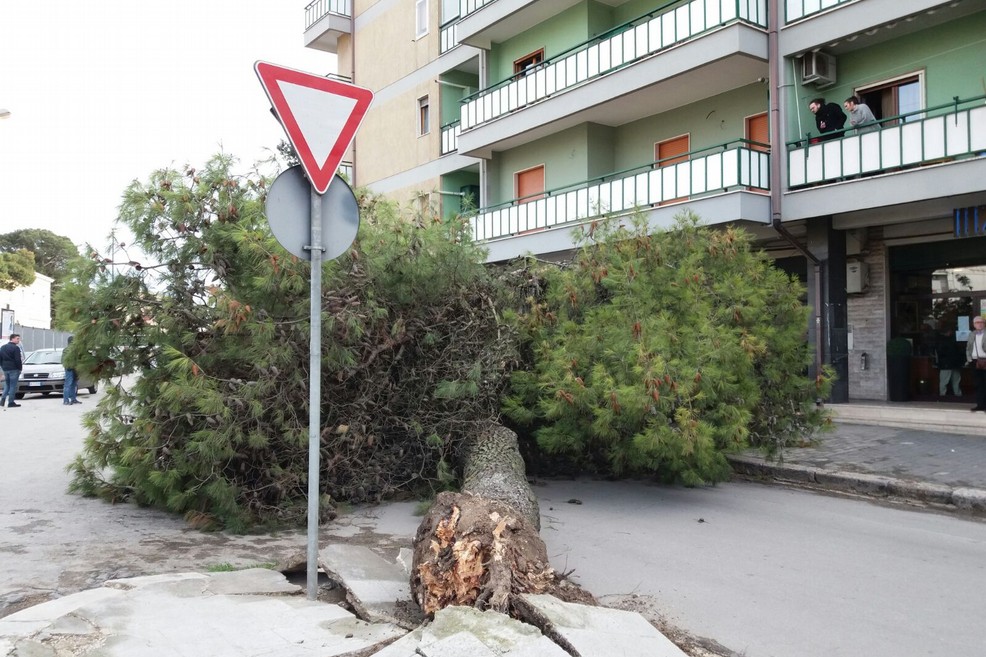 Albero cade in via Spinazzola