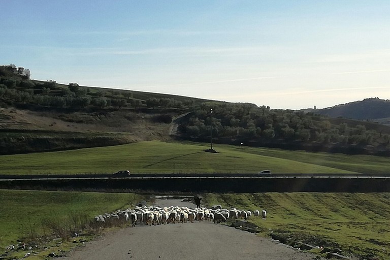 Pecore al pascolo in Contrada Lamacolma