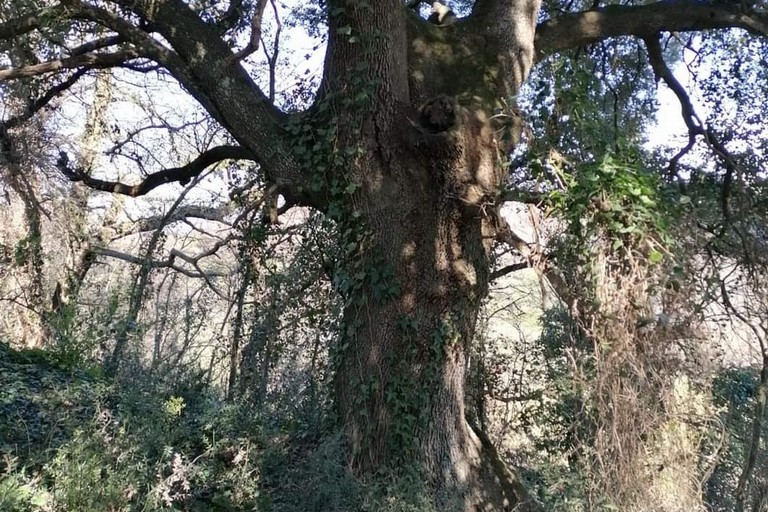 leccio- albero munimentale