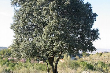 albero leccio