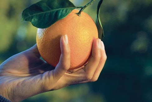 Anche a Gravina tornano le arance della salute