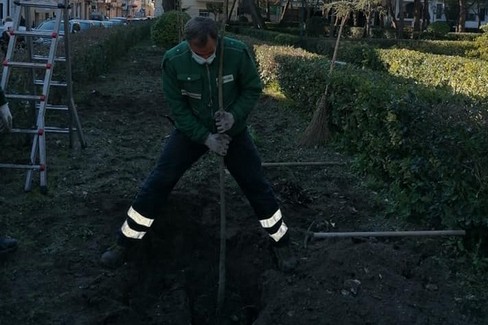 Verde pubblico, dopo i tagli adesso si passa alle piantumazioni