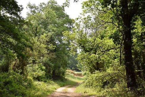 bosco comunale