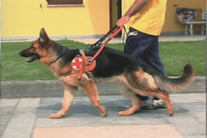 cane guida per ciechi