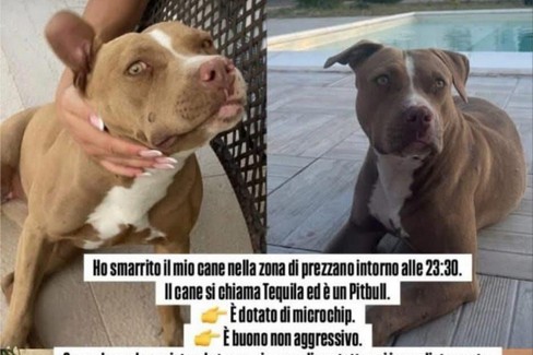 Uccisione Tequila: tolleranza zero verso i crimini sugli animali