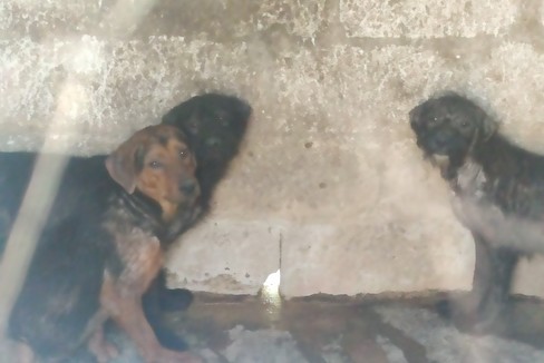 Cani in struttura sequestrata