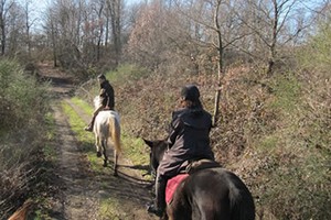 cavallo bosco