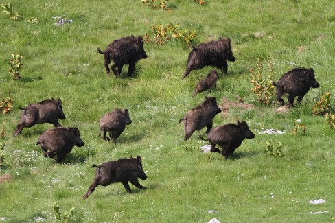 Cinghiali: Coldiretti, scorribande in campi e parchi naturali