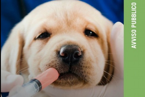 Accesso al fondo per le spese veterinarie 2024