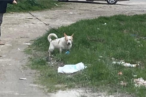 Deiezioni canine e inciviltà