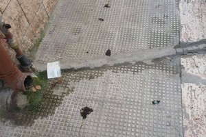 deiezioni canine