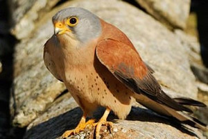 falcogrillaio