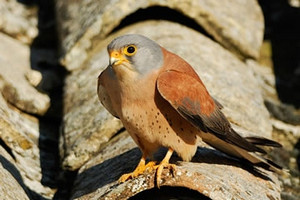 Falco Grillaio