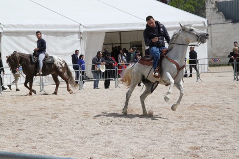 Fiera Animali