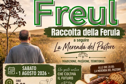 Freul - raccolta della Ferula