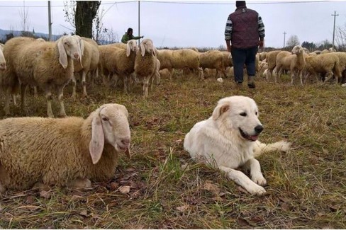 Il valore del pastoralismo sulla Murgia