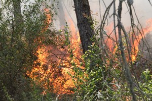 Incendio bosco