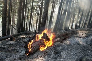 incendio pineta comunale