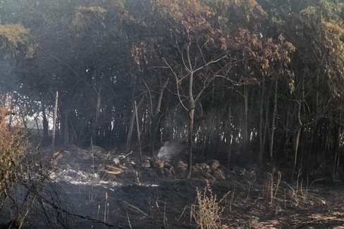 incendio bosco gravina