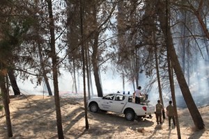 Incendio in pineta