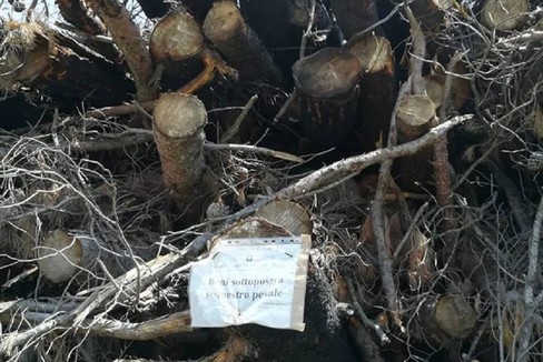 Resta sotto sequestro la legna del bosco