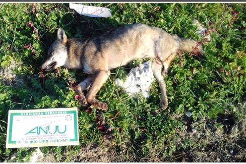 Carcassa di lupo - Foto Anuu di Gravina
