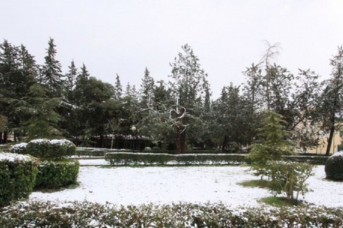 Pineta innevata