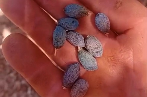 Oliveti sotto assedio per caldo e acqua che non c’è