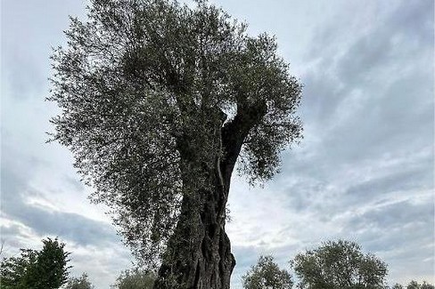 Il millenario ulivo “Patriarca” piantato a Gravina