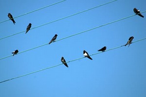 Gravina La Primavera E Arrivata Ma Dove Sono Le Rondini