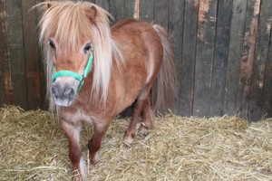 fiera animali. <span>Foto Giovanna Lorusso</span>