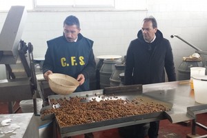 sequestro olive forestale