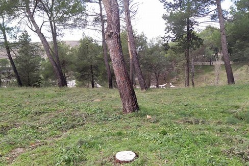 Redigere un Piano del Verde