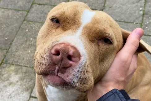 Morte Pitbull Tequila, LNDC denuncia alla Procura