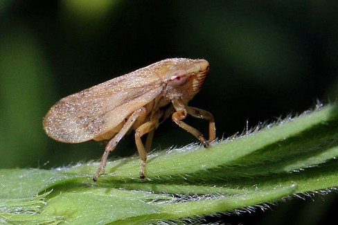 Emergenza Xylella, controlli in agro di Gravina