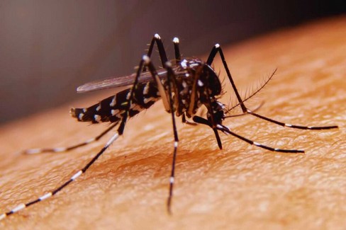 Zanzare West Nile, Lapolla: “Procedere ad una disinfestazione urgente”