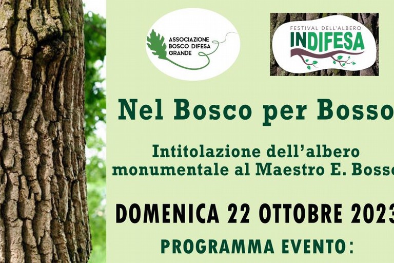 nel bosco con bosso